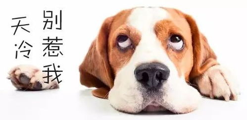 注射狂犬疫苗不用來回跑 瀏陽中醫 一站式 服務, 白 黑 接診更省心