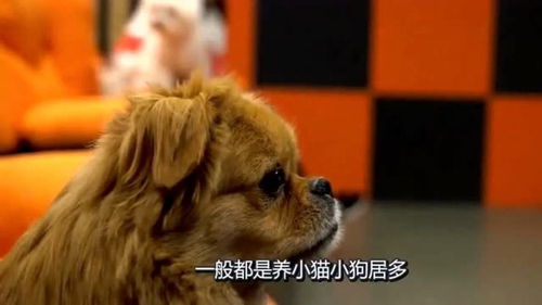 中國人養的寵物和非洲人養的寵物相比,簡直是小巫見大巫