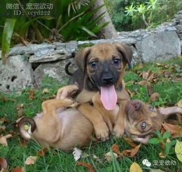 這些動物照片證明為什么養寵物養兩只比一只好