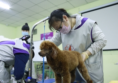 零基礎也能學！寵物美容入門指南