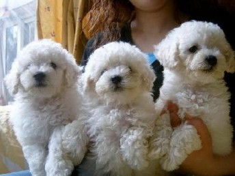 養不死才是王道 名寵基地直銷比熊犬，保健康送用品，深圳寵物飼養新選擇